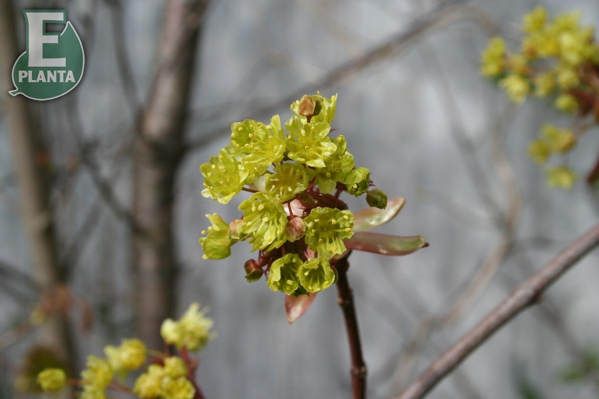 Acer platanoides Fk Pernilla E skogslönn Fk Pernilla E  Utr 200-250 Co - 3