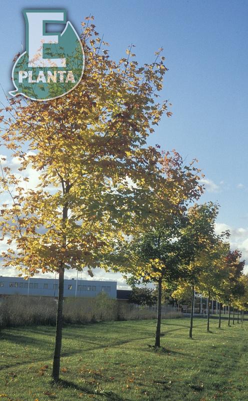 Acer platanoides Fk Pernilla E skogslönn Fk Pernilla E  Utr 200-250 Co - 2