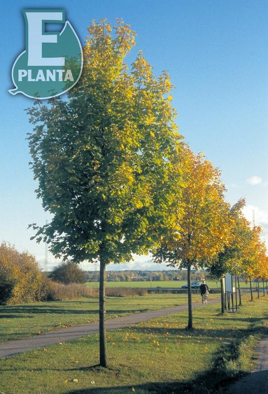 Acer platanoides Fk Ultuna E skogslönn Fk Ultuna E  Utr 150-200 Co - 2