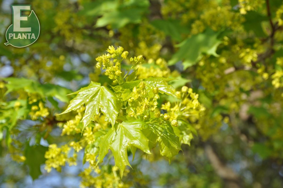 Acer platanoides Fk Ultuna E skogslönn Fk Ultuna E  Utr 150-200 Co - 4