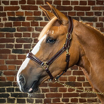 DYON LEATHER HALTER WITH PATTERN STITCHING