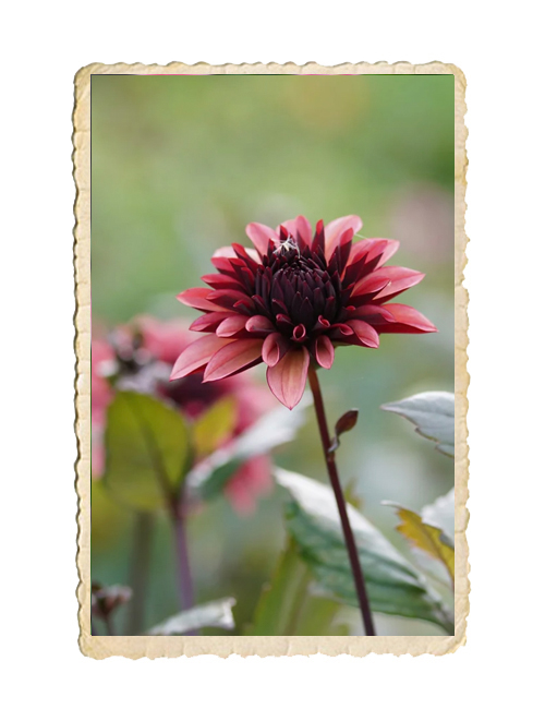Dahlia Night Silence - 3