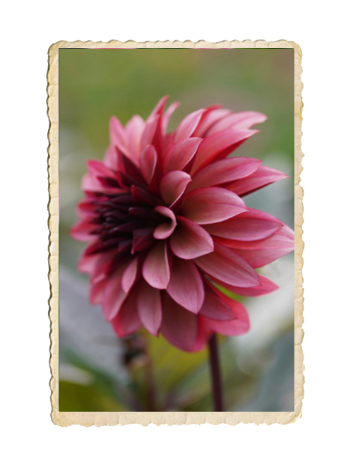 Dahlia Night Silence - 2