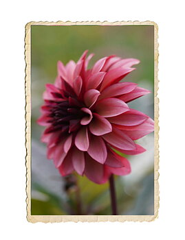 Dahlia Night Silence