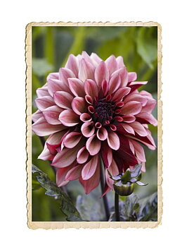 Dahlia Night Silence