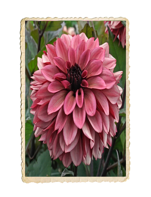 Dahlia Night Silence - 4