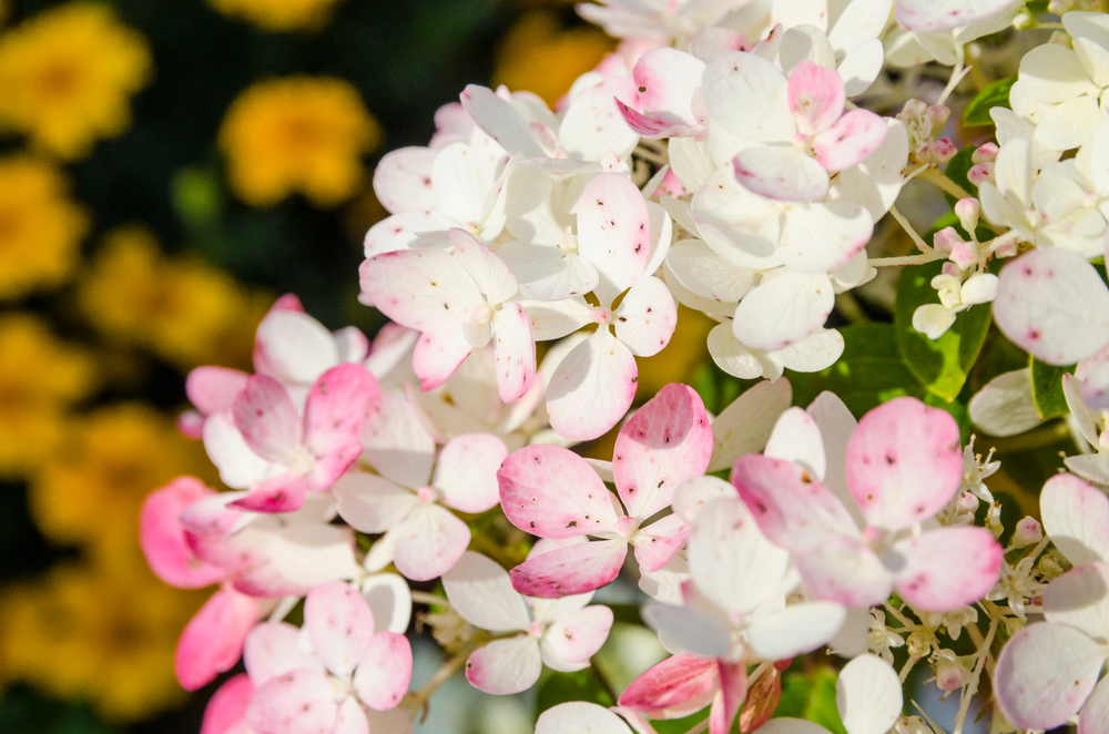 Hortensia Wim's Red  40-50 cm 