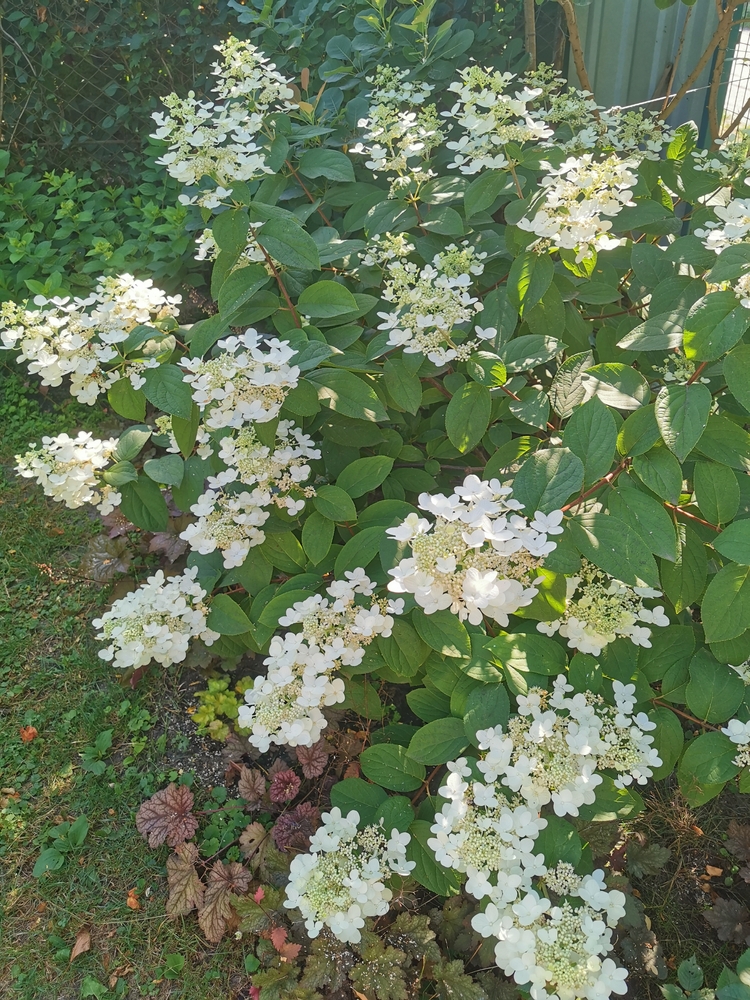 Hortensia Wim's Red  40-50 cm 