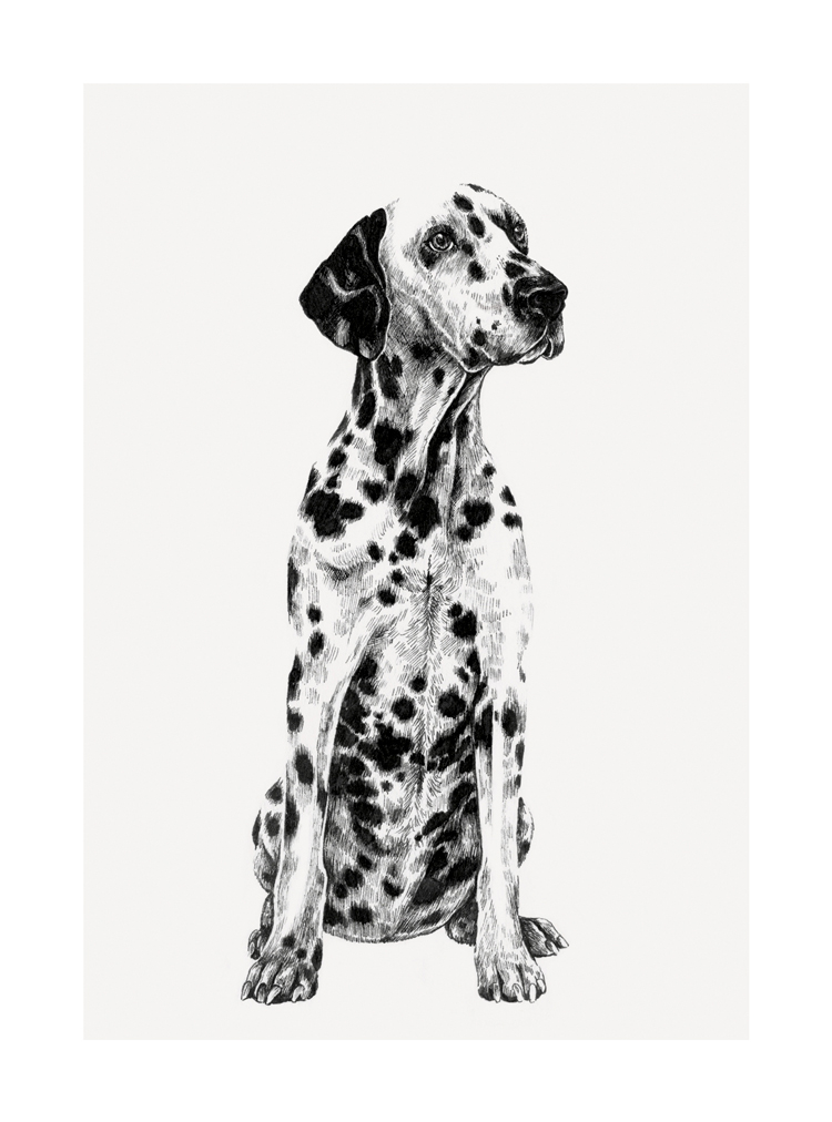 Dalmatian, Greeting Card