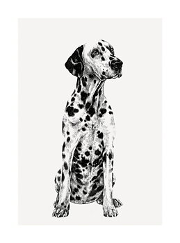 Dalmatian, Greeting Card