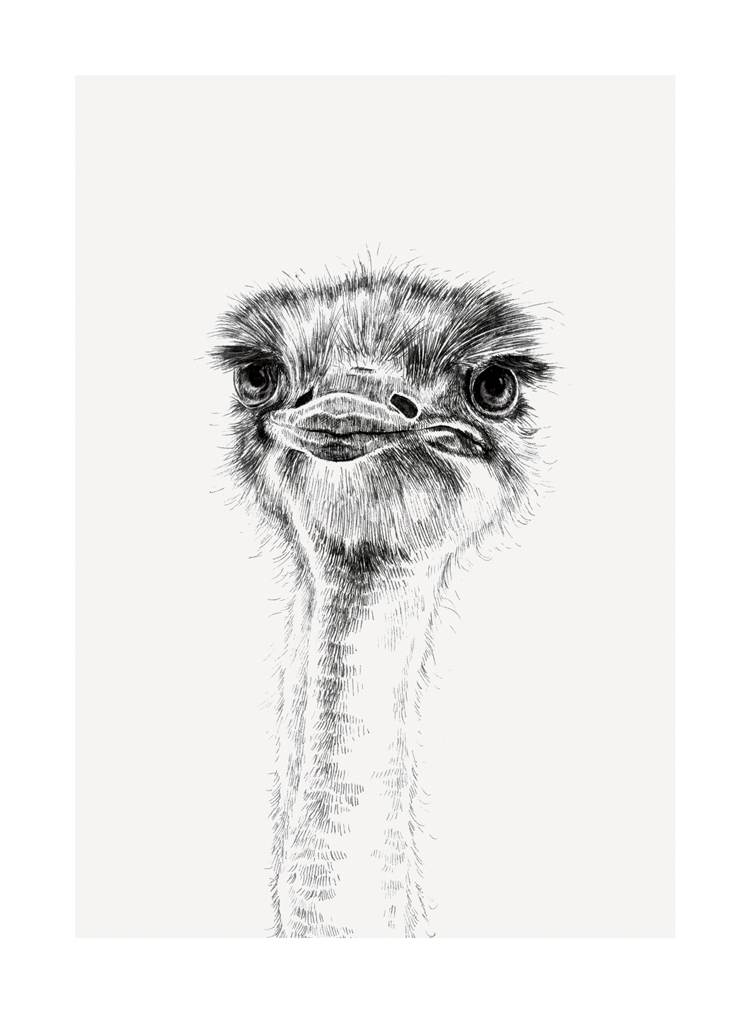 Ostrich, Greeting Card