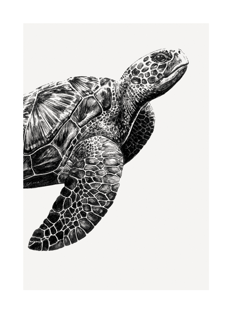 Turtle, Greeting Card