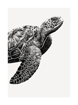 Turtle, Greeting Card