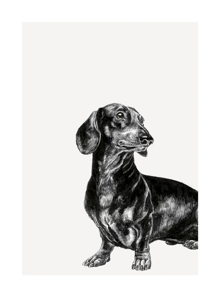 Dachshund, Greeting Card