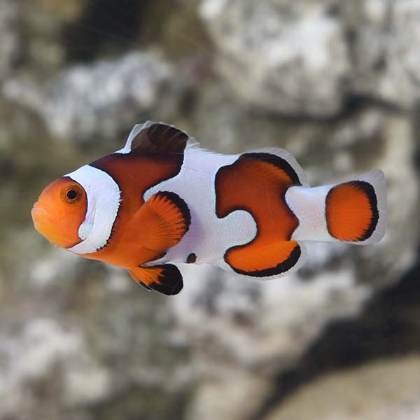 Amphirion ocellaris Gladiator (reef safe)