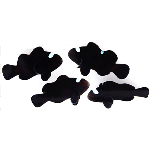 Amphirion ocellaris Domino (reef safe)