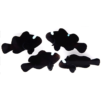 Amphirion ocellaris Domino (reef safe)