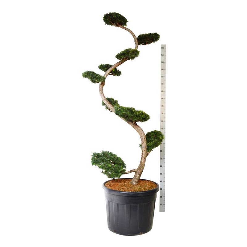 Japansk lärk Larix  125 cm