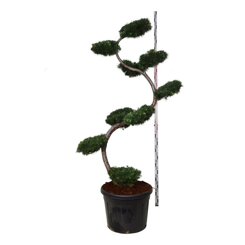 Japansklärk Larix 175 cm