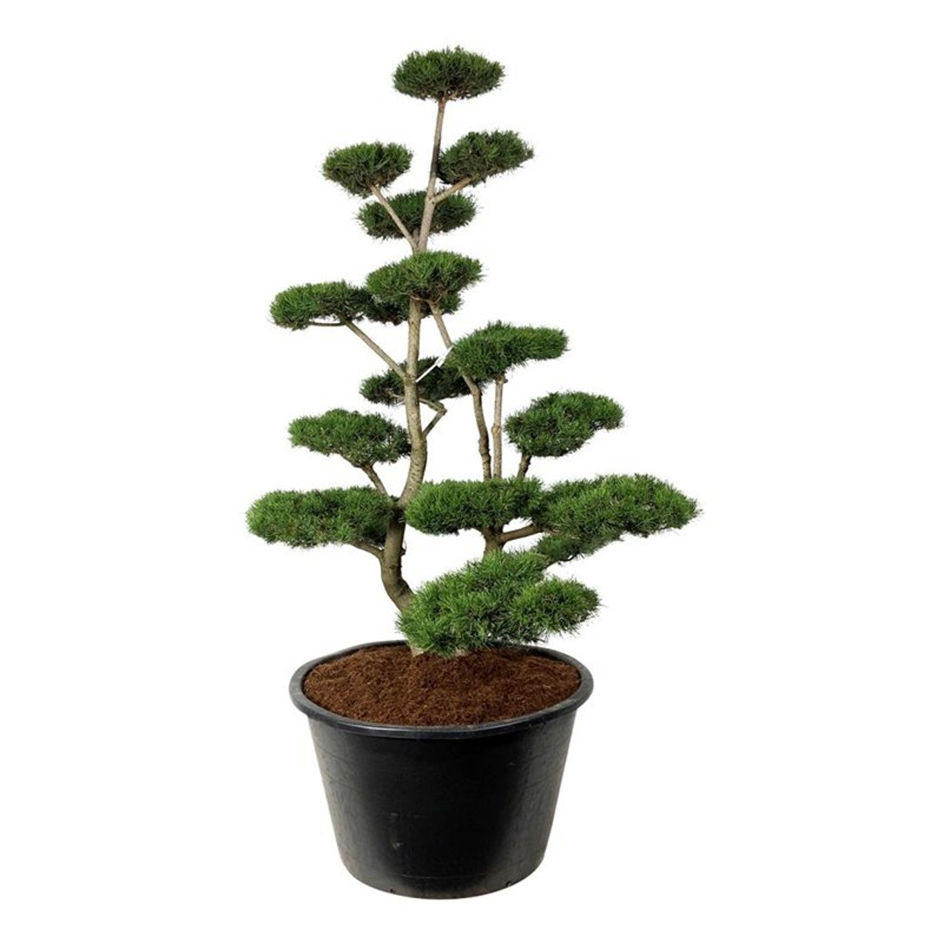Pinus contorta Bonsai 200-225 cm