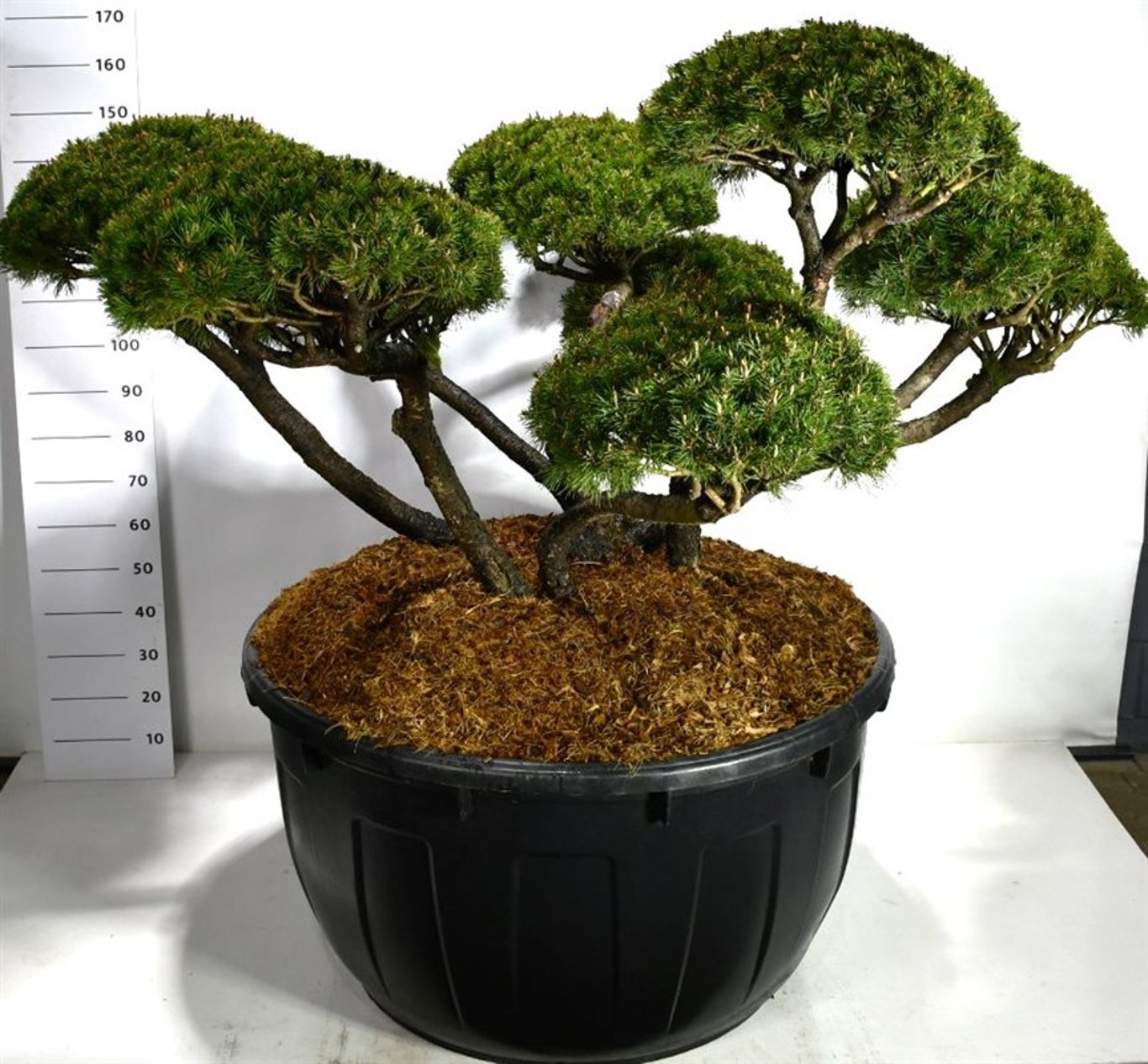 Pinus mugo mugo 175-200 cm 