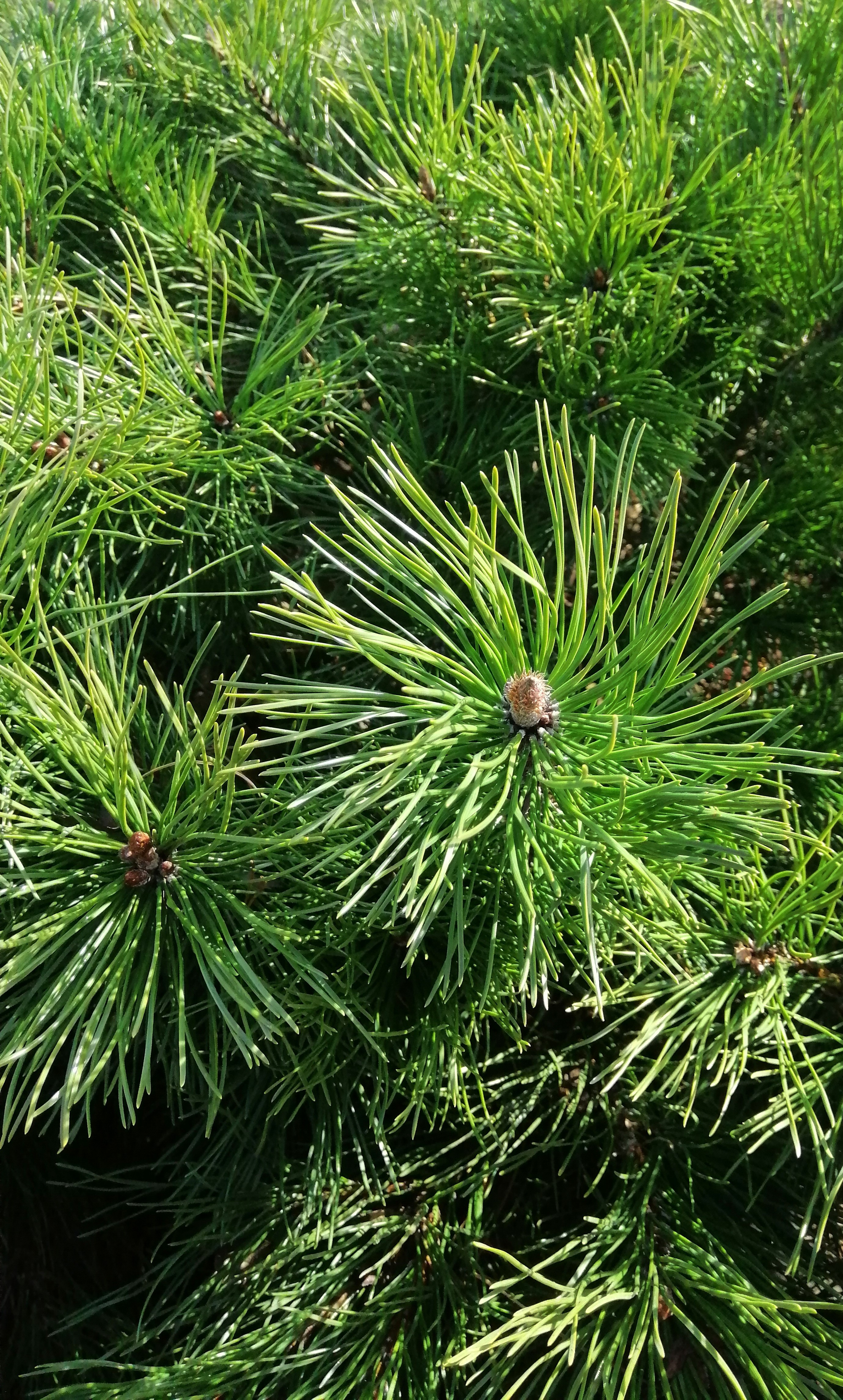 Pinus mugo mugo 175-200 cm 