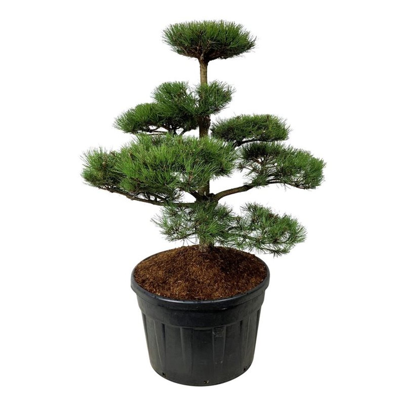 Pinus nigra nigra 100-125 cm