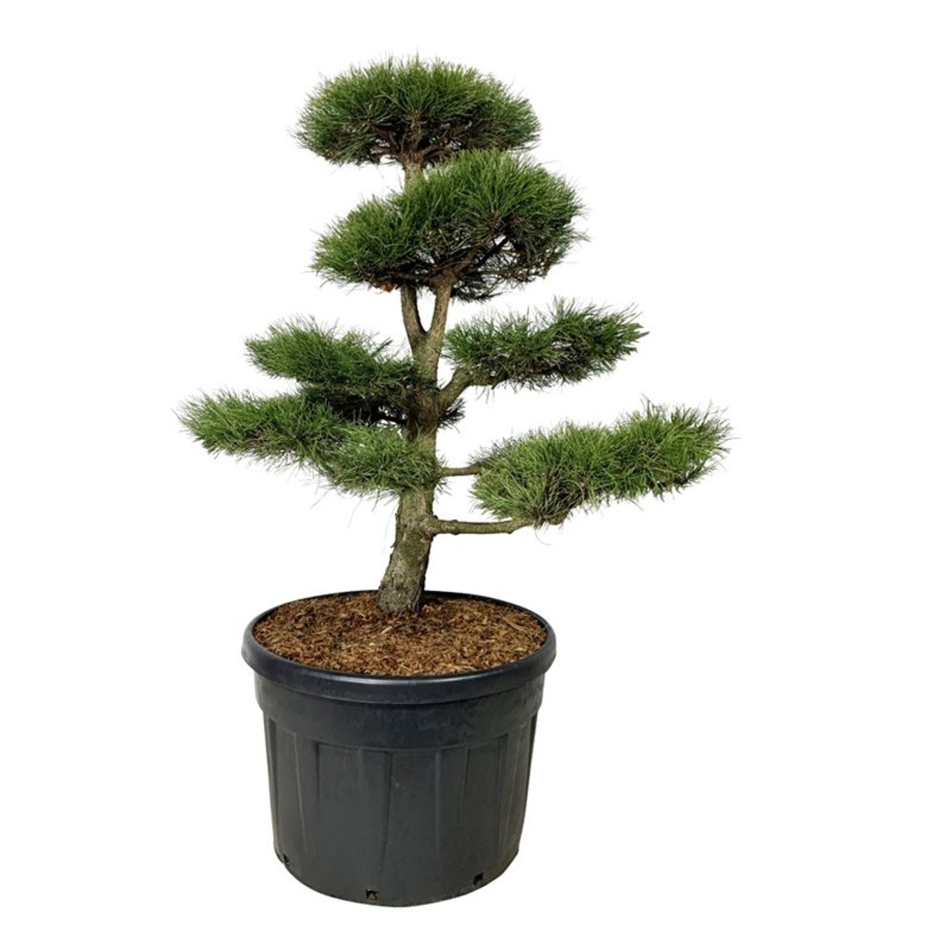 Pinus nigra nigra Bonsai 125-150 cm