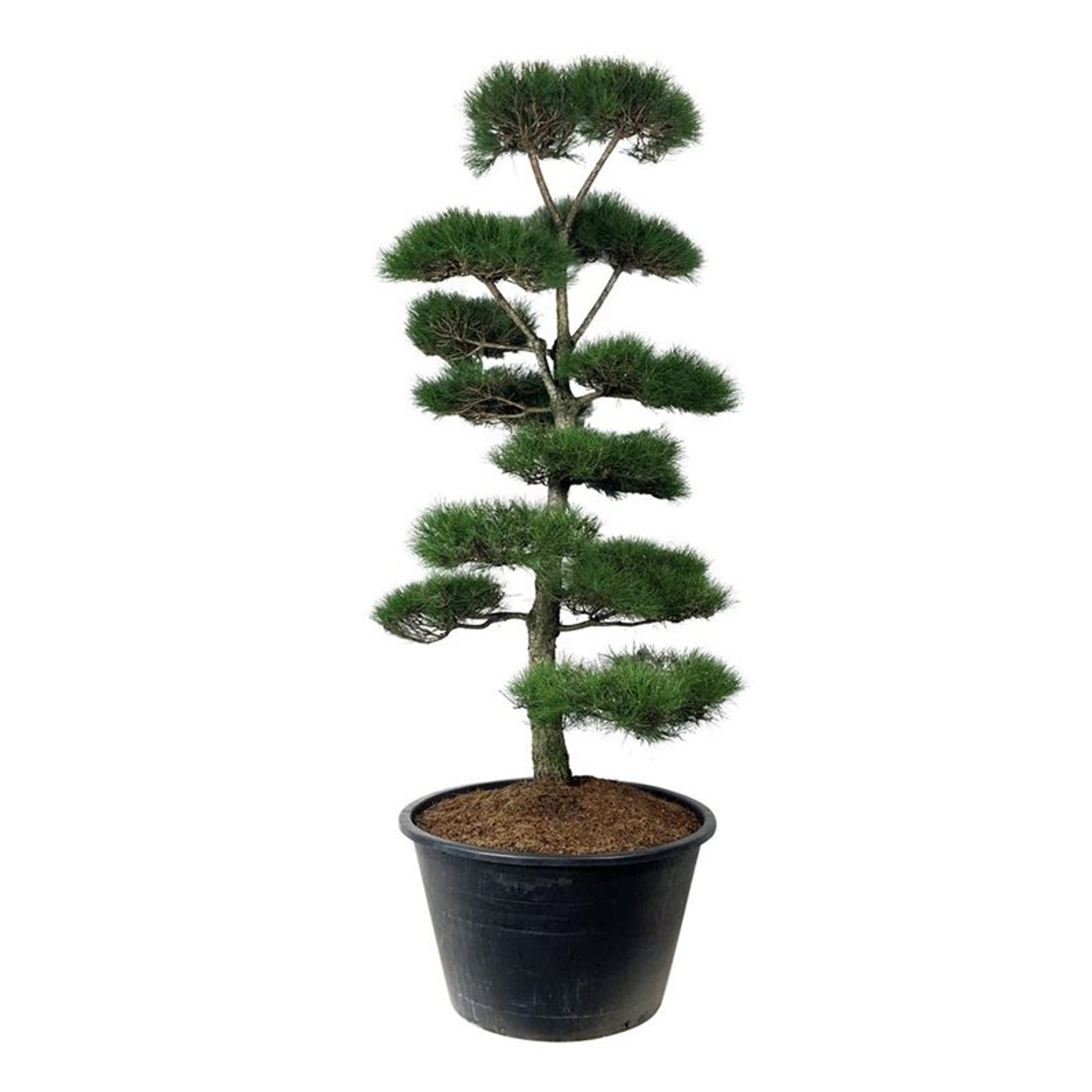 Pinus nigra nigra 250-300 cm. Bonsai 