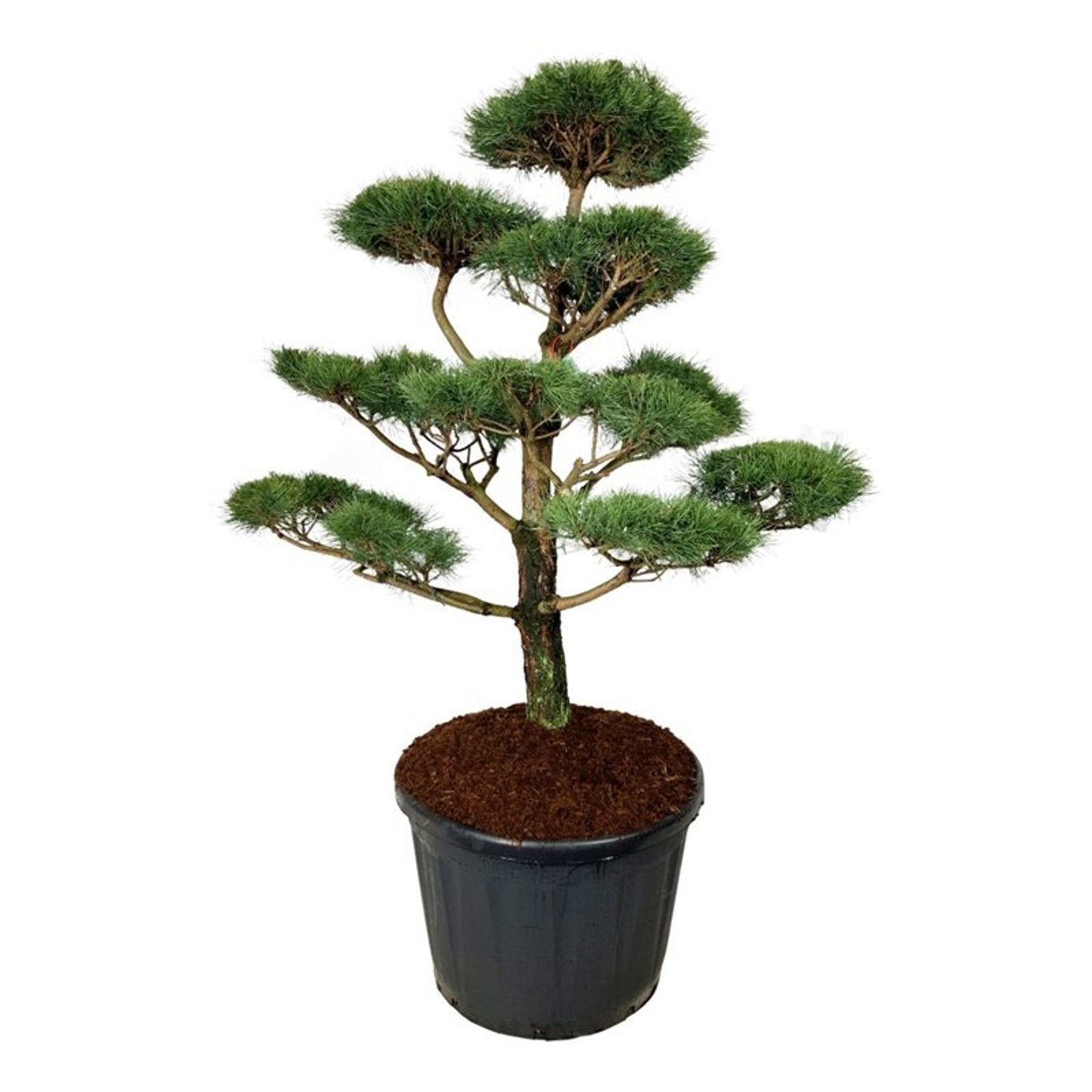 Pinus nigra nigra  150-175 cm. Bonsai
