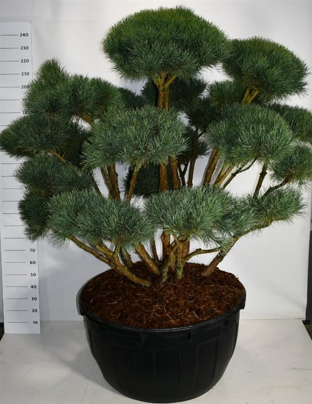 Pinus sylv. 'Watereri' Bonsai 150-175 cm