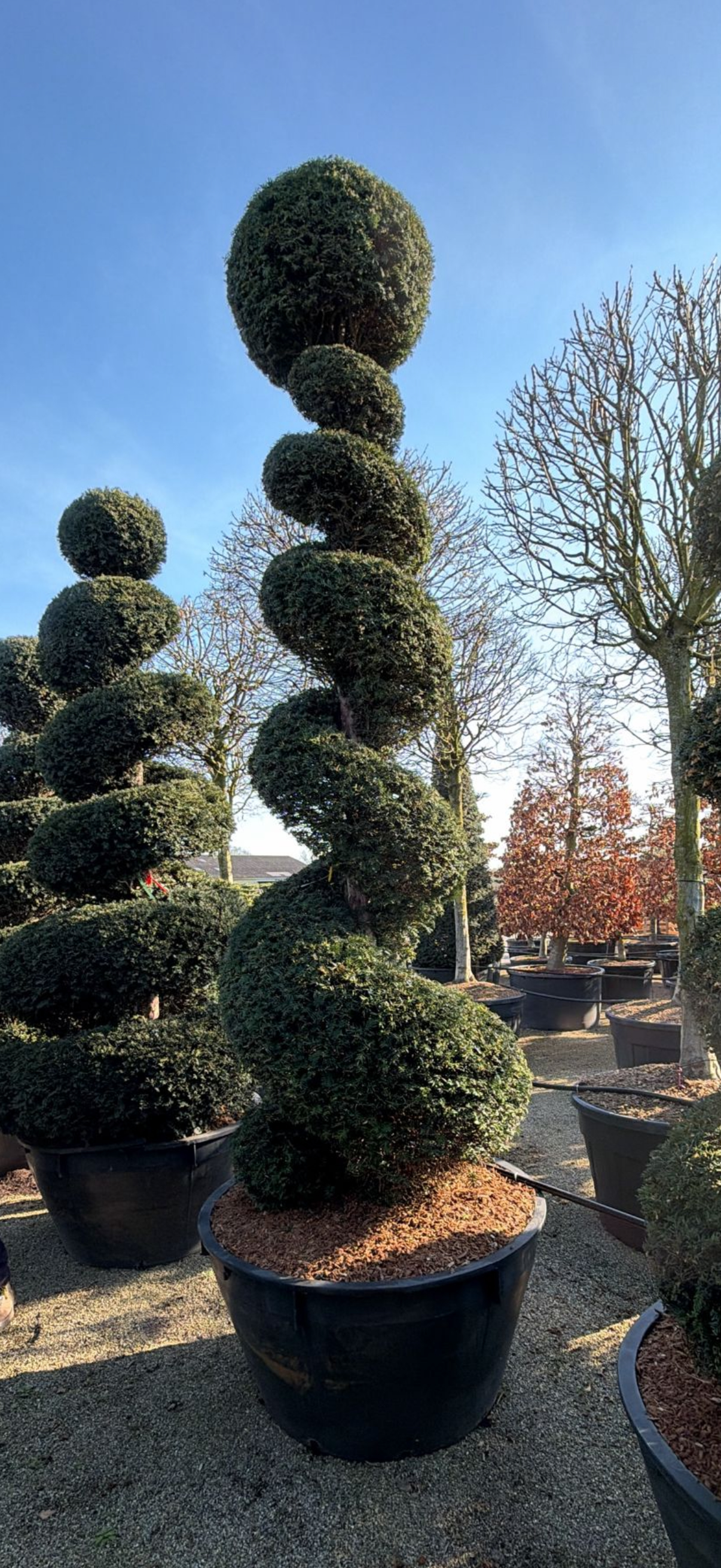 Idegran Taxus baccata 300-350 cm. Spiral