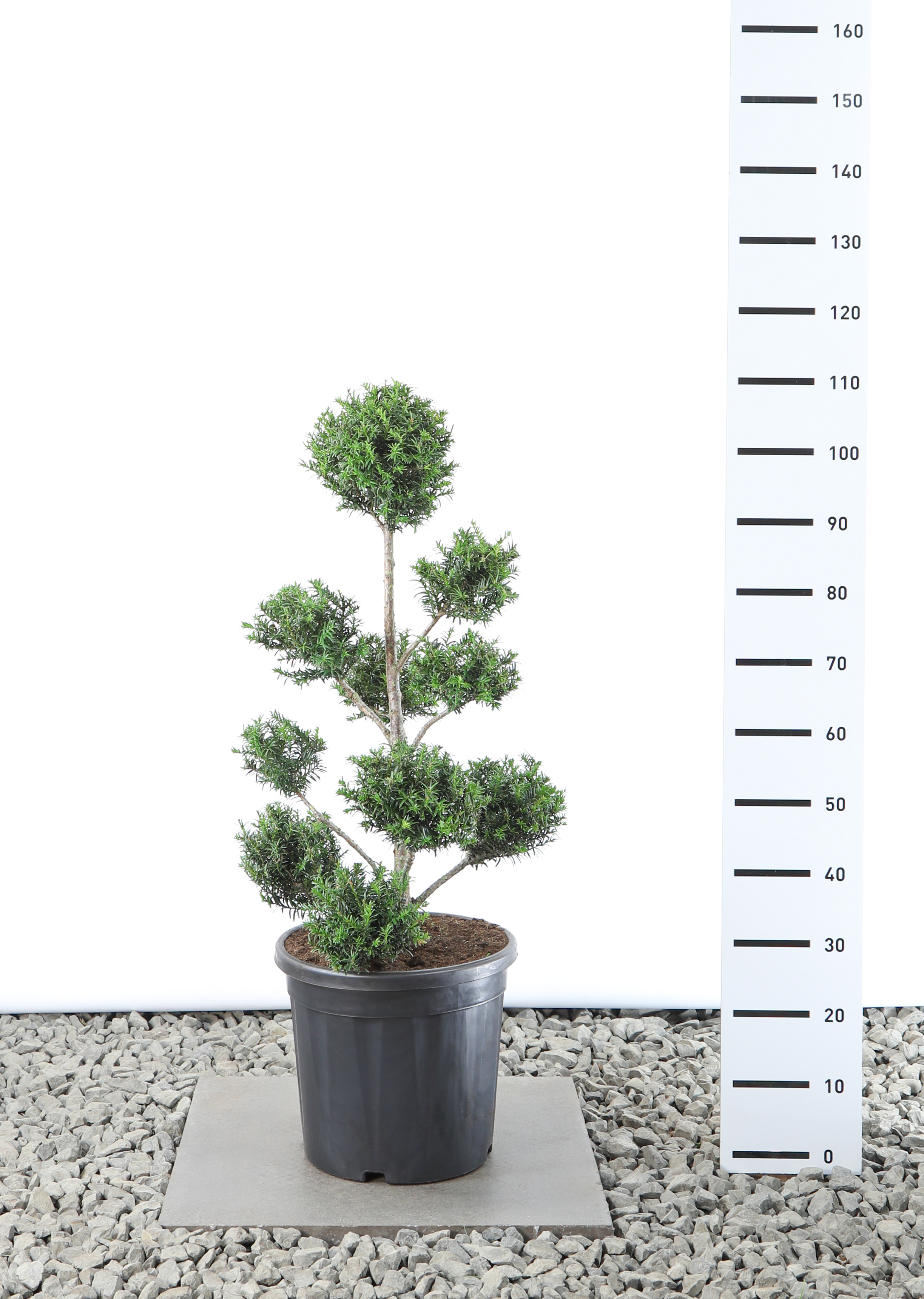 Taxus baccata  60-80 cm Ponpon