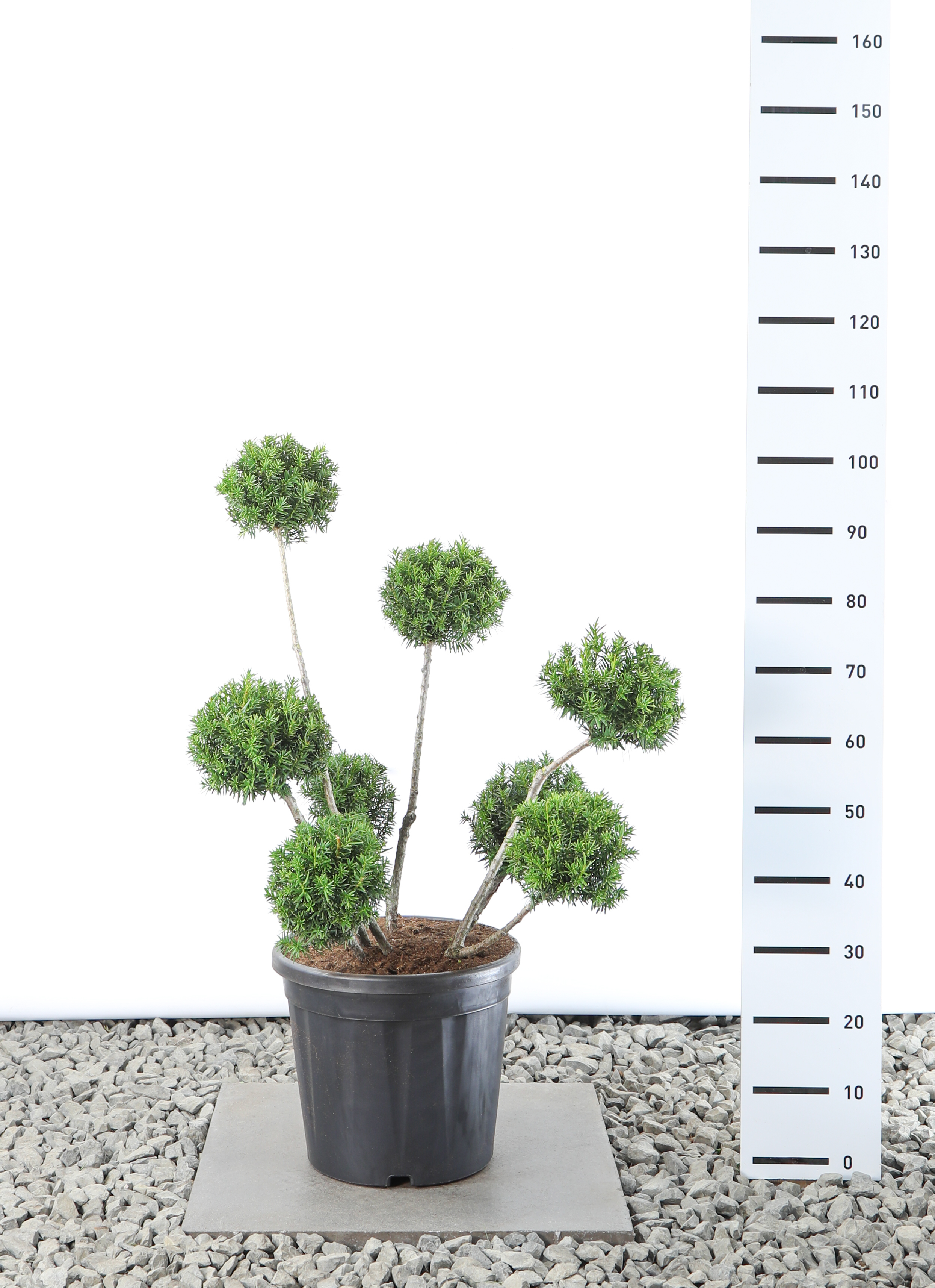 Taxus Media Farmen 60-80 cm 