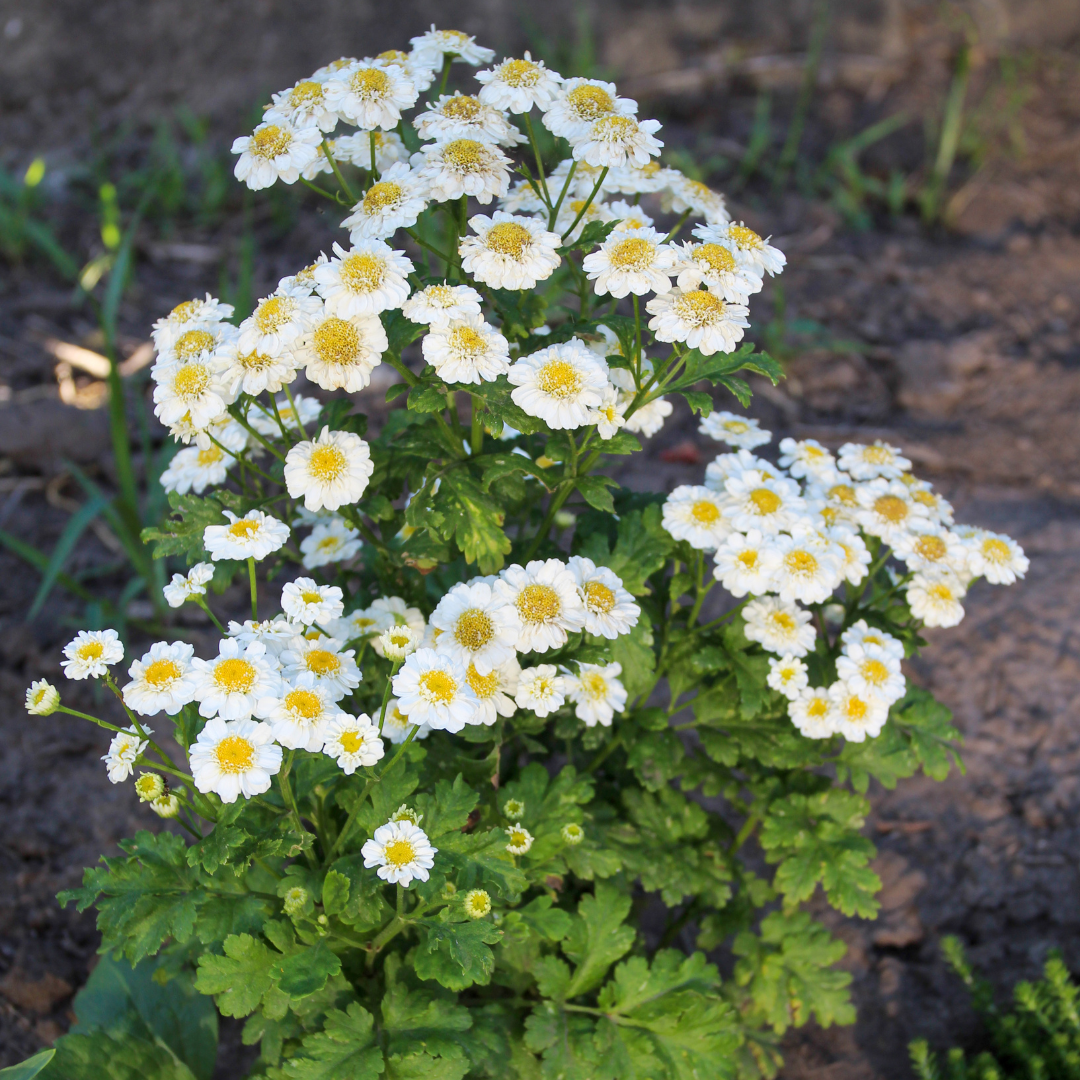 Mattram 