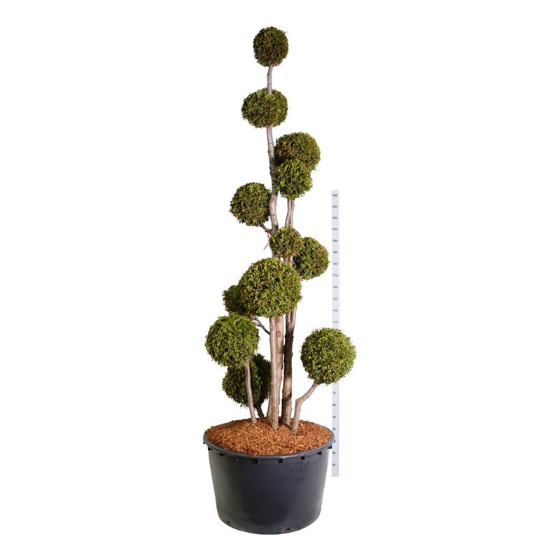 Thuja brabant 250-300 ponpon