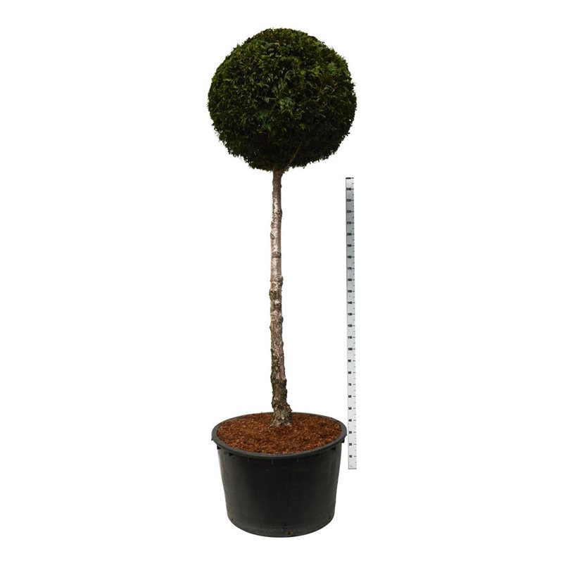 Thuja Martin 200 cm stam 