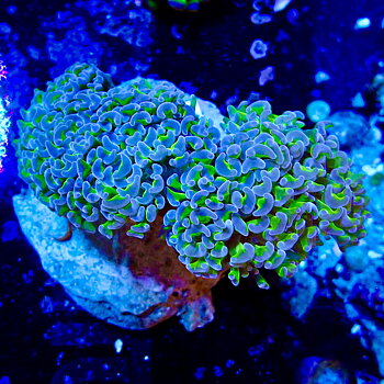 Euphyllia ancora two-tone
