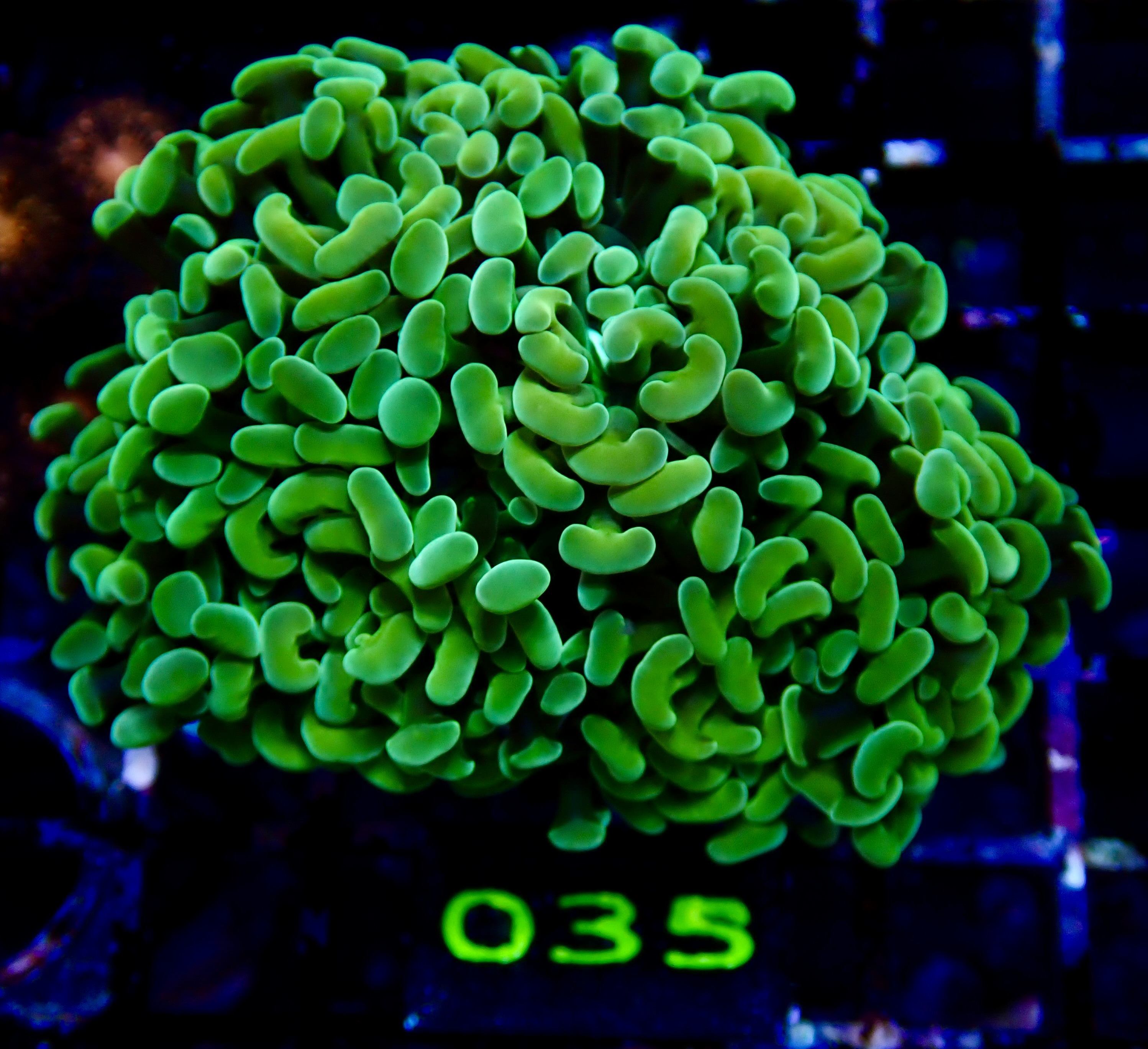 Euphyllia paraancora ultra Blotched