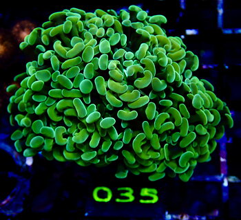Euphyllia paraancora ultra Blotched