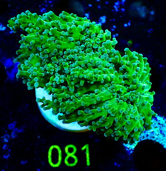 Euphyllia Paradivisa ultra