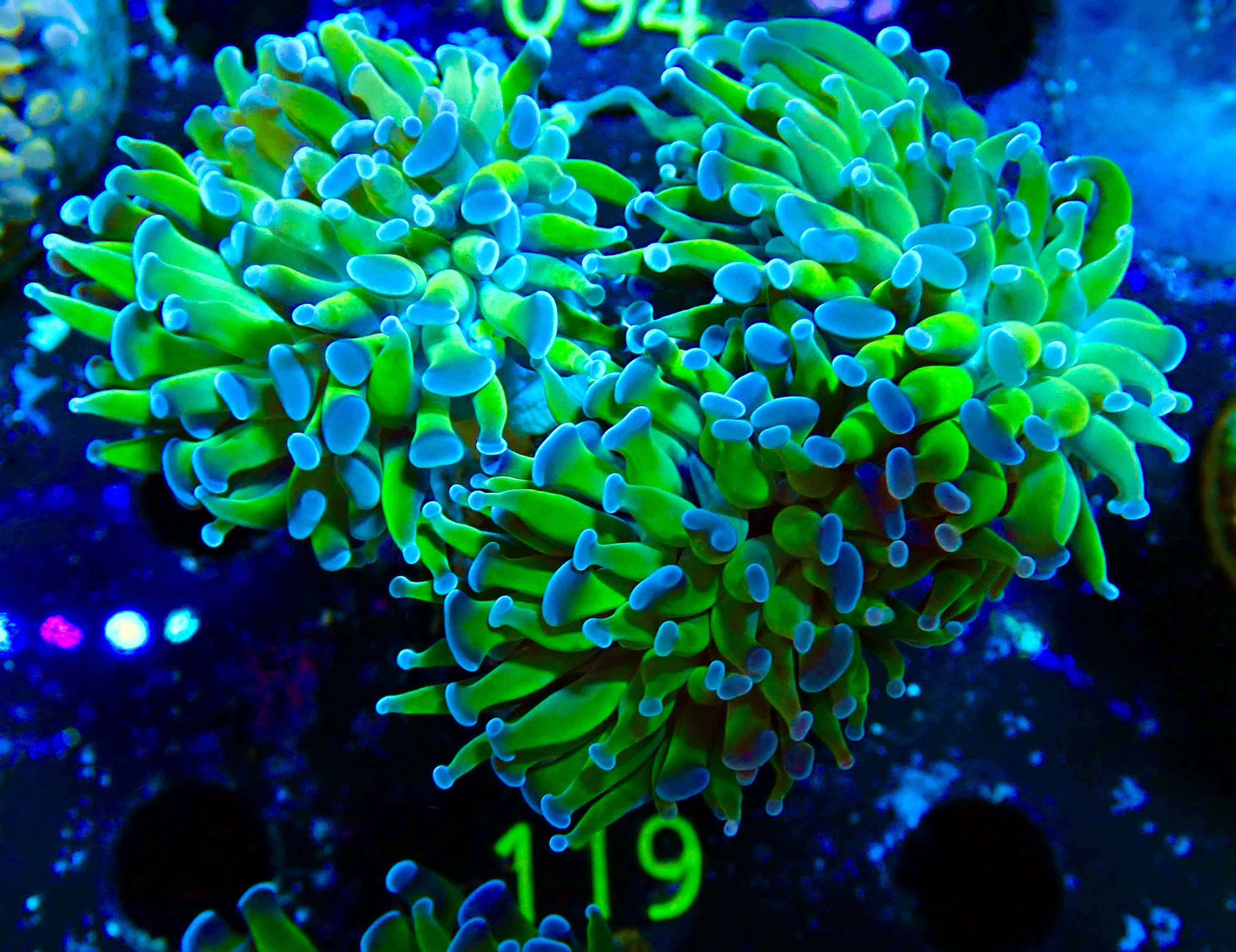Euphyllia paraancora ultra two tone