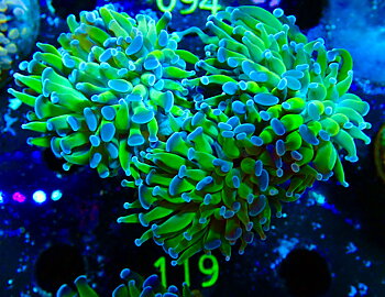 Euphyllia paraancora ultra two tone