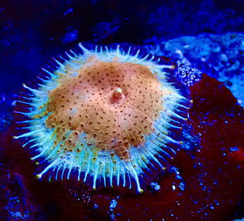Discosoma Golden Yellow RARE