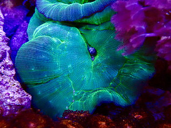 Discosoma spp.