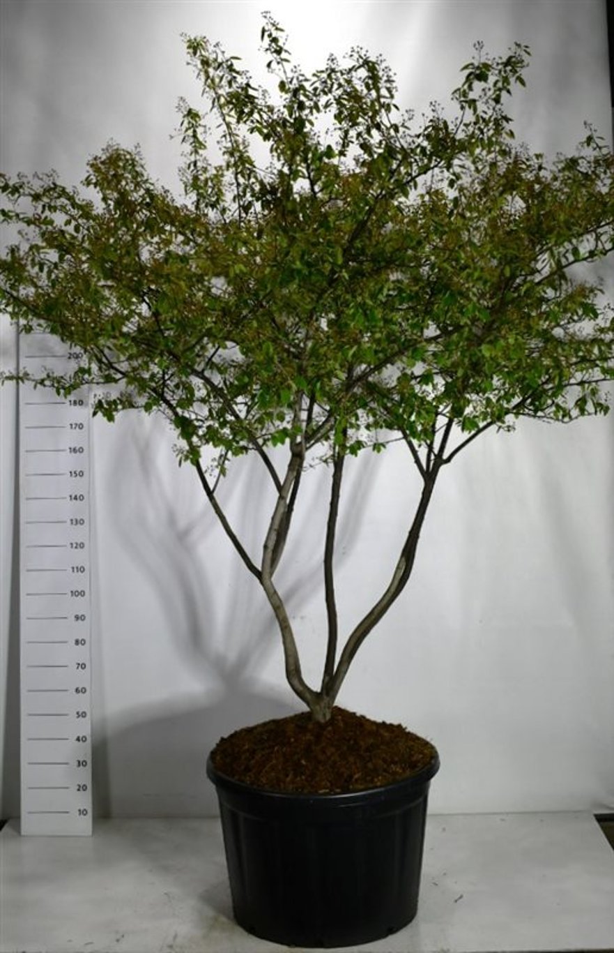 Prakthäggmistel Amelanchier lamarckii.  200-250 cm. 