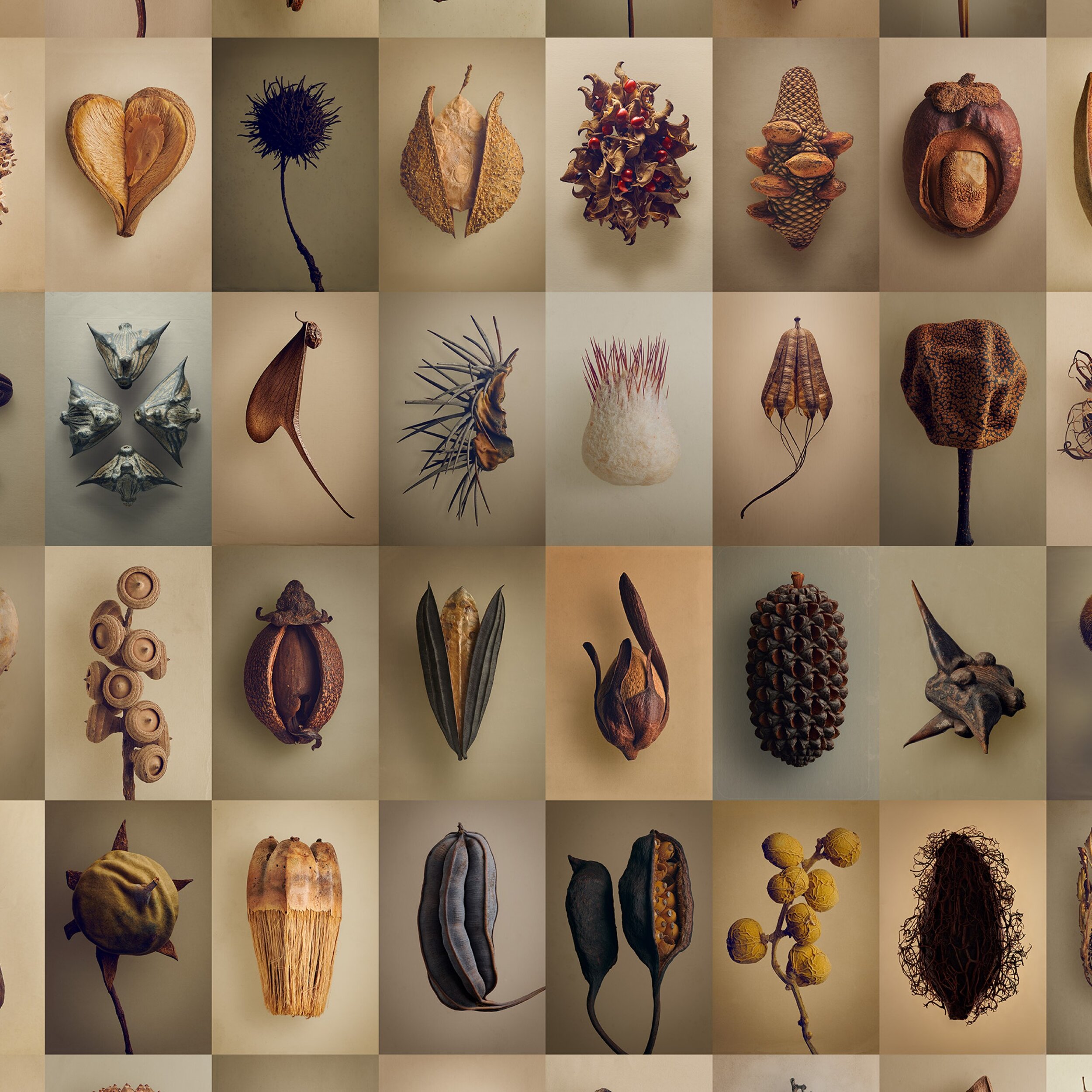 Bok The Hidden Beauty of Seeds & Fruits - 4