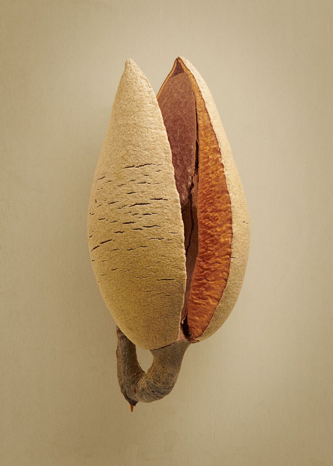 Bok The Hidden Beauty of Seeds & Fruits - Mimou