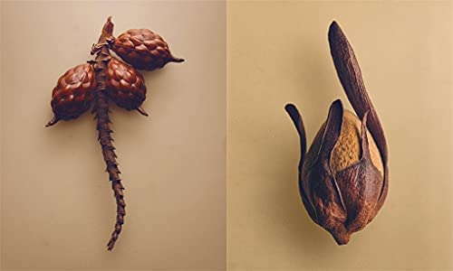 Bok The Hidden Beauty of Seeds & Fruits - 2