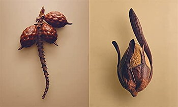Bok The Hidden Beauty of Seeds & Fruits